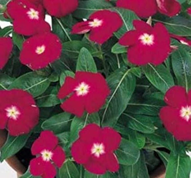 Rozet Çiçeği ( Çok Çiçekli Çok Dallanan ) Beyaz Kırmızı Nokta Renkli - 15 Tohum - MegCiTo