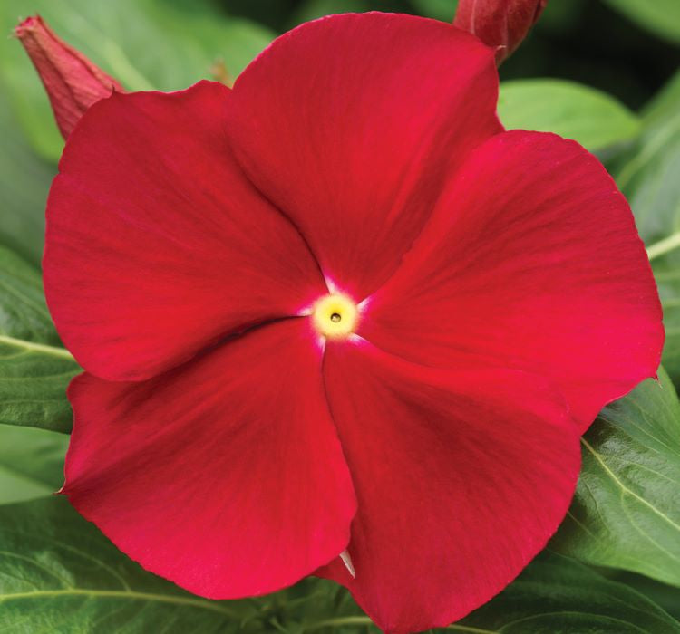 Rozet Çiçeği ( Çok Çiçekli Çok Dallanan ) Kırmızı Sarı Nokta Renkli - 15 Tohum - MegCiTo