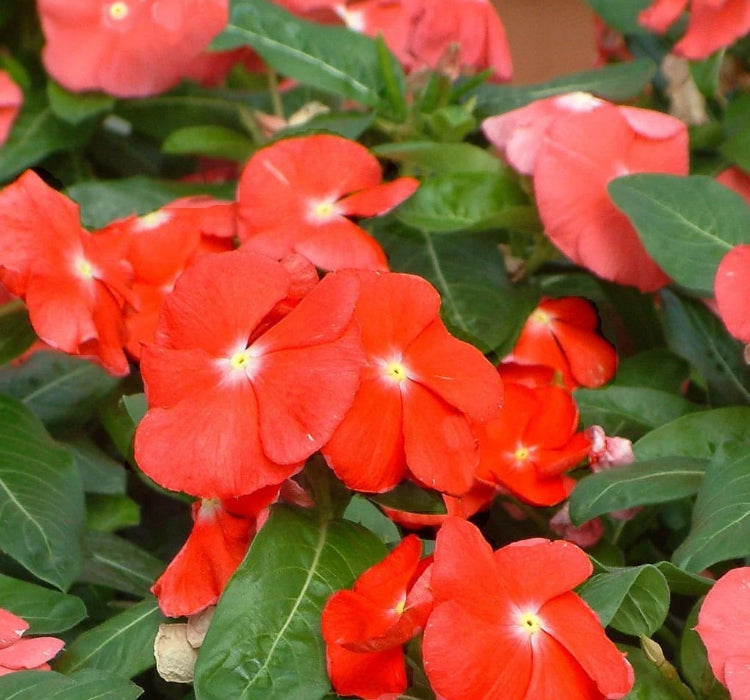 Rozet Çiçeği ( Çok Çiçekli Çok Dallanan ) Kırmızı Sarı Nokta Renkli - 15 Tohum - MegCiTo