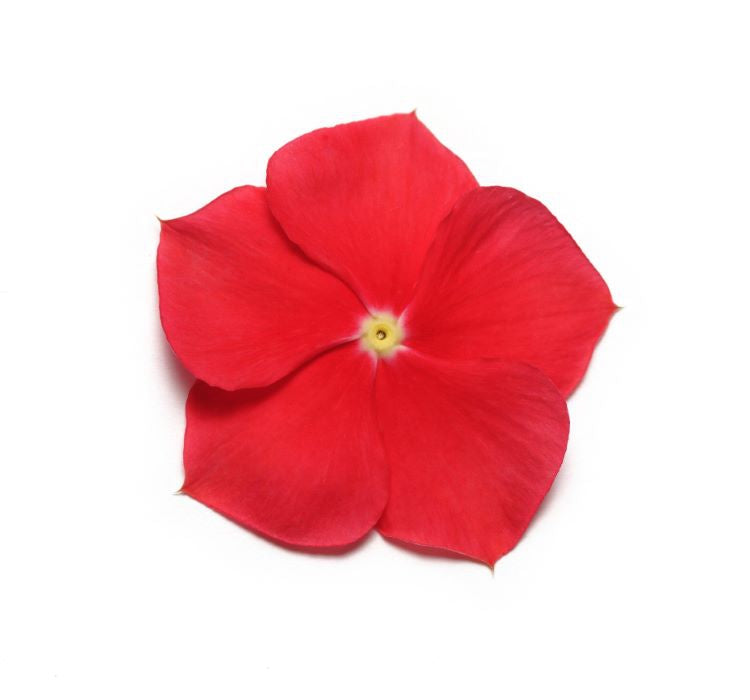 Rozet Çiçeği ( Çok Çiçekli Çok Dallanan ) Kırmızı Sarı Nokta Renkli - 15 Tohum - MegCiTo