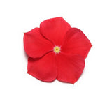 Rozet Çiçeği ( Çok Çiçekli Çok Dallanan ) Kırmızı Sarı Nokta Renkli - 15 Tohum - MegCiTo