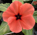 Rozet Çiçeği ( Çok Çiçekli Çok Dallanan ) Turuncu Renkli - 15 Tohum - MegCiTo