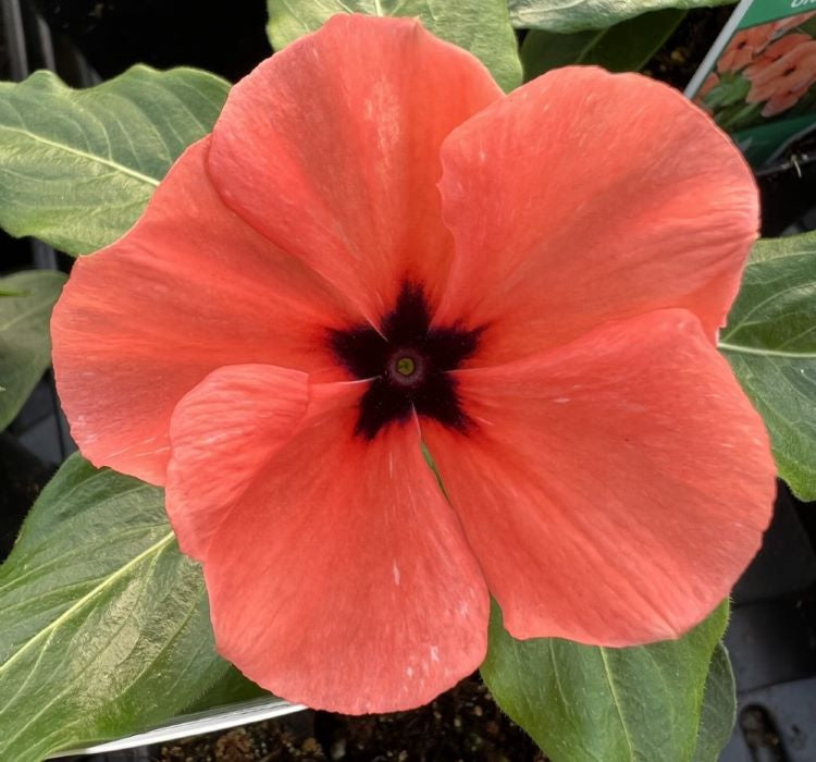 Rozet Çiçeği ( Çok Çiçekli Çok Dallanan ) Turuncu Renkli - 15 Tohum - MegCiTo