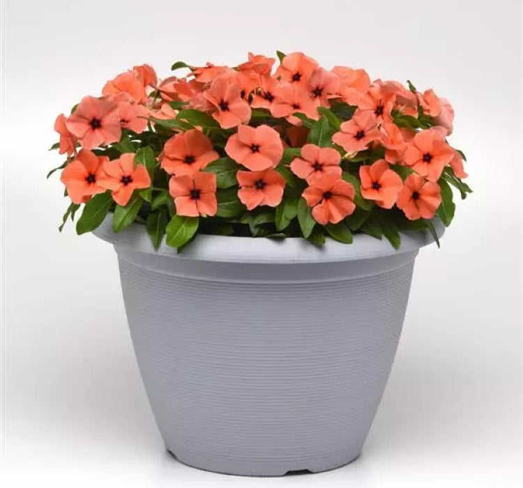 Rozet Çiçeği ( Çok Çiçekli Çok Dallanan ) Turuncu Renkli - 15 Tohum - MegCiTo