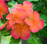 Rozet Çiçeği ( Çok Çiçekli Çok Dallanan ) Turuncu Renkli - 15 Tohum - MegCiTo