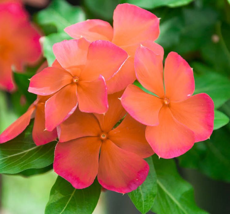 Rozet Çiçeği ( Çok Çiçekli Çok Dallanan ) Turuncu Renkli - 15 Tohum - MegCiTo