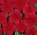 Rozet Çiçeği ( Çok Çiçekli Çok Dallanan ) Koyu Kırmızı Renkli - 15 Tohum - MegCiTo