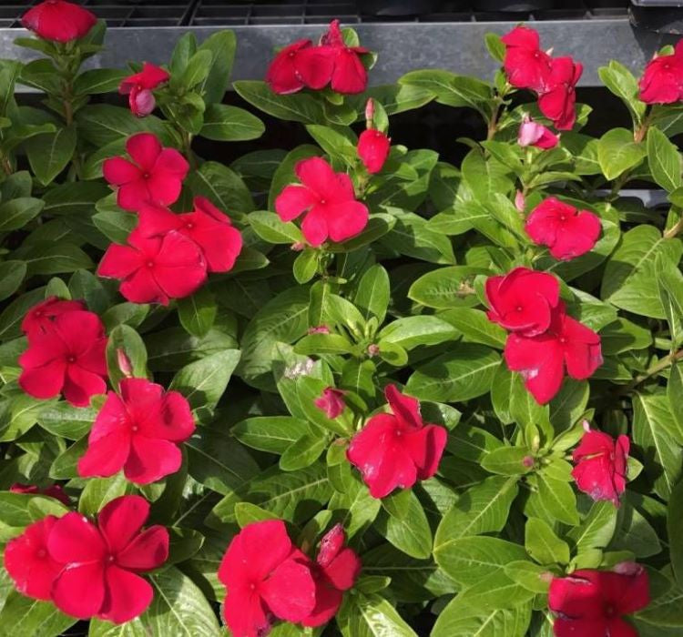 Rozet Çiçeği ( Çok Çiçekli Çok Dallanan ) Koyu Kırmızı Renkli - 15 Tohum - MegCiTo