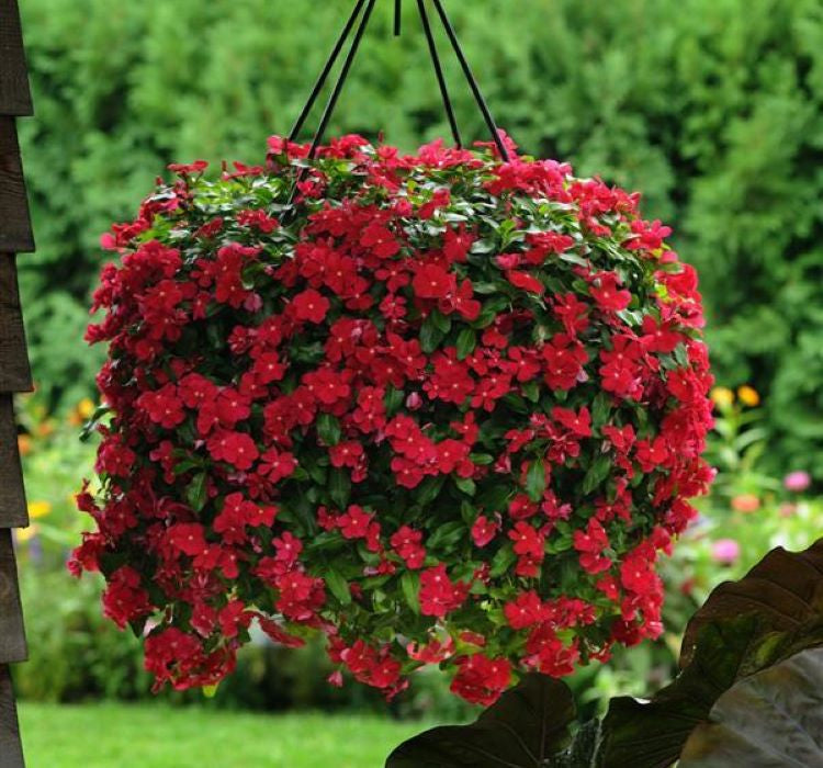 Rozet Çiçeği ( Çok Çiçekli Çok Dallanan ) Koyu Kırmızı Renkli - 15 Tohum - MegCiTo