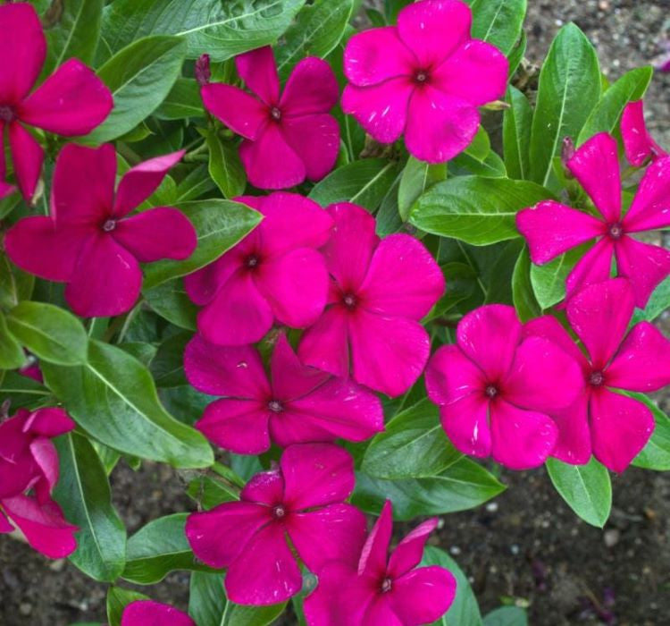 Rozet Çiçeği ( Çok Çiçekli Çok Dallanan ) Leylak Renkli - 15 Tohum - MegCiTo