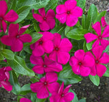 Rozet Çiçeği ( Çok Çiçekli Çok Dallanan ) Leylak Renkli - 15 Tohum - MegCiTo