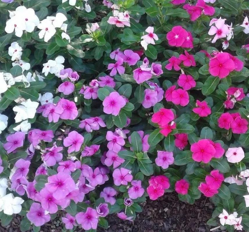 Rozet Çiçeği ( Çok Çiçekli Çok Dallanan ) Leylak Renkli - 15 Tohum - MegCiTo