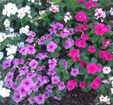 Rozet Çiçeği ( Çok Çiçekli Çok Dallanan ) Leylak Renkli - 15 Tohum - MegCiTo