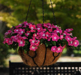 Rozet Çiçeği ( Çok Çiçekli Çok Dallanan ) Magenta Beyaz Nokta Renkli - 15 Tohum - MegCiTo