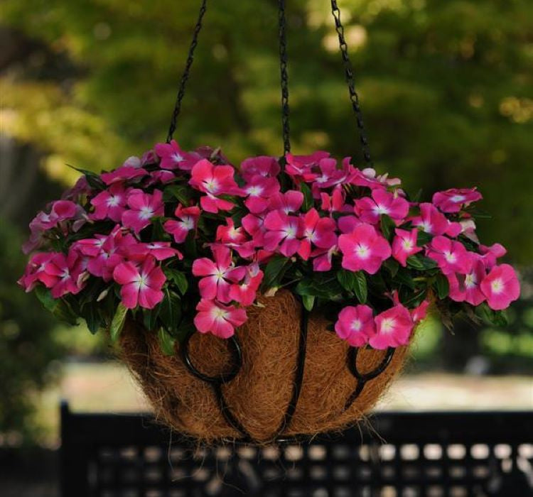 Rozet Çiçeği ( Çok Çiçekli Çok Dallanan ) Magenta Beyaz Nokta Renkli - 15 Tohum - MegCiTo