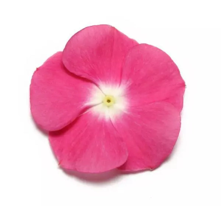 Rozet Çiçeği ( Çok Çiçekli Çok Dallanan ) Magenta Beyaz Nokta Renkli - 15 Tohum - MegCiTo