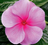 Rozet Çiçeği ( Çok Çiçekli Çok Dallanan ) Pembe Renkli - 15 Tohum - MegCiTo