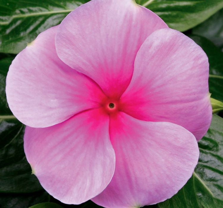 Rozet Çiçeği ( Çok Çiçekli Çok Dallanan ) Pembe Renkli - 15 Tohum - MegCiTo