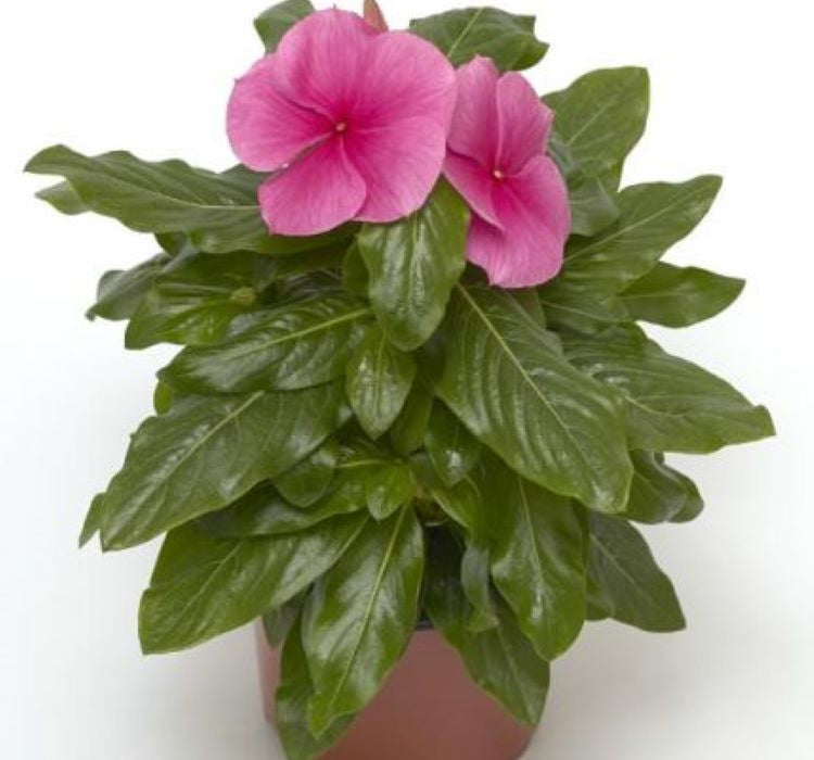 Rozet Çiçeği ( Çok Çiçekli Çok Dallanan ) Pembe Renkli - 15 Tohum - MegCiTo