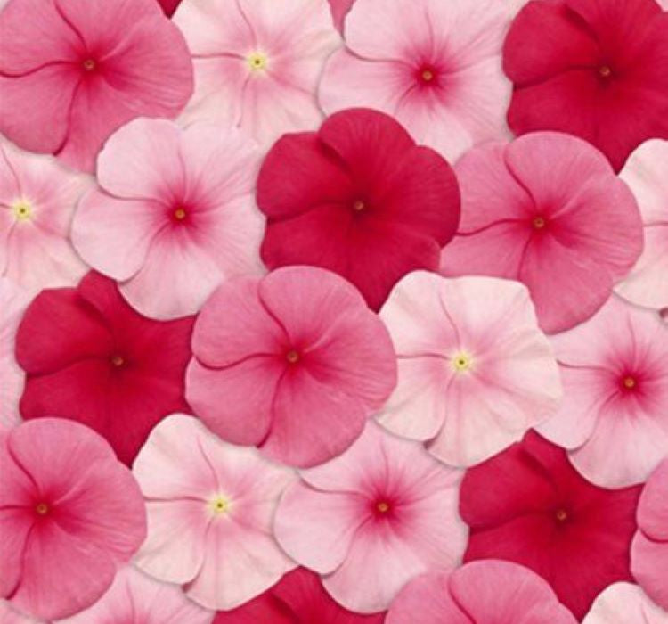 Rozet Çiçeği ( Çok Çiçekli Çok Dallanan ) Pembe Renkli - 15 Tohum - MegCiTo