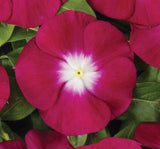 Rozet Çiçeği ( Çok Çiçekli Çok Dallanan ) Pembe Beyaz Nokta Renkli - 15 Tohum - MegCiTo