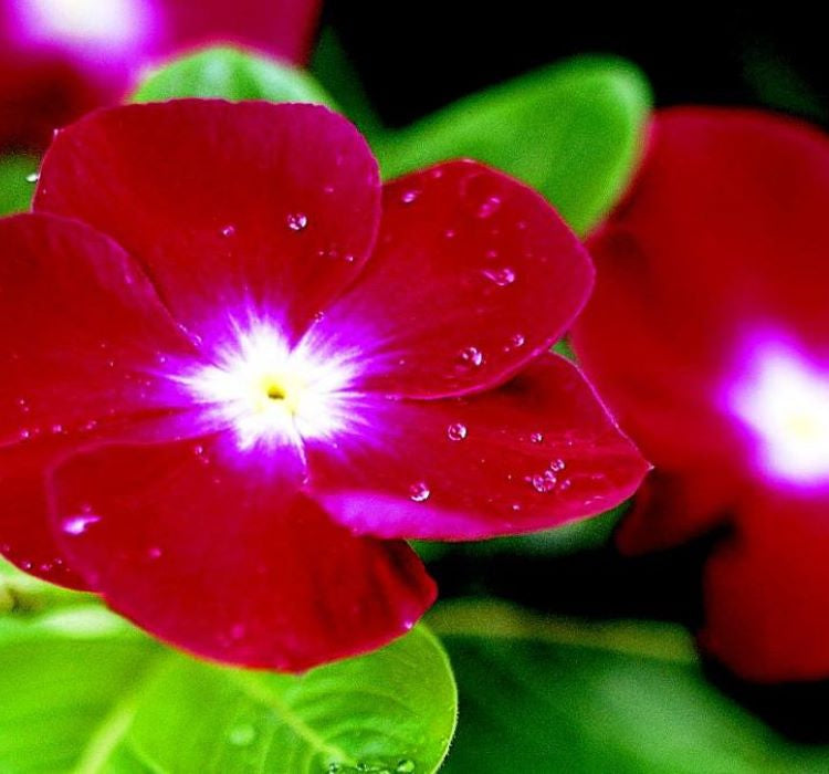 Rozet Çiçeği ( Çok Çiçekli Çok Dallanan ) Pembe Beyaz Nokta Renkli - 15 Tohum - MegCiTo