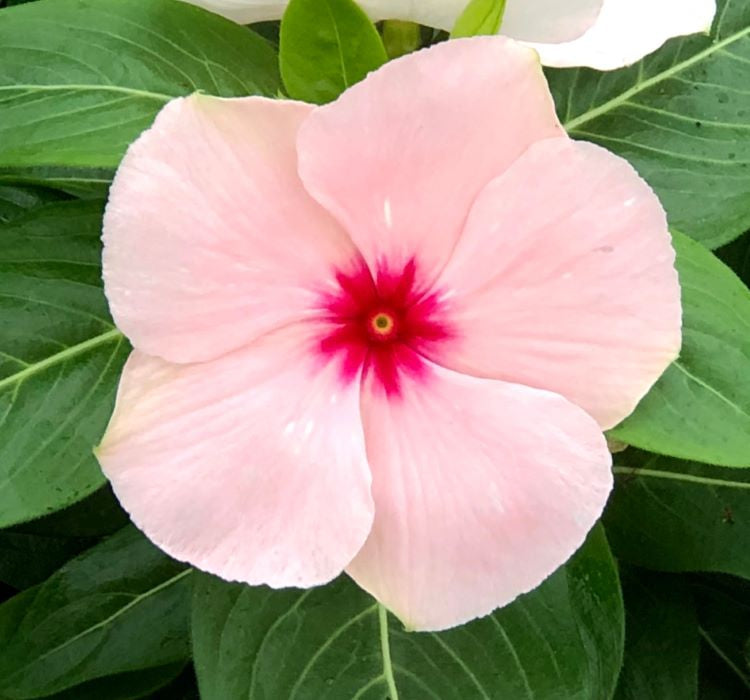 Rozet Çiçeği ( Çok Çiçekli Çok Dallanan ) Pembe Kırmızı Nokta Renkli - 15 Tohum - MegCiTo