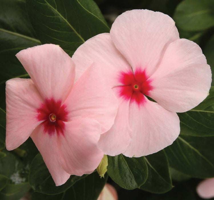 Rozet Çiçeği ( Çok Çiçekli Çok Dallanan ) Pembe Kırmızı Nokta Renkli - 15 Tohum - MegCiTo