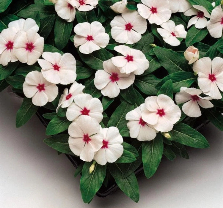 Rozet Çiçeği ( Çok Çiçekli Çok Dallanan ) Pembe Kırmızı Nokta Renkli - 15 Tohum - MegCiTo