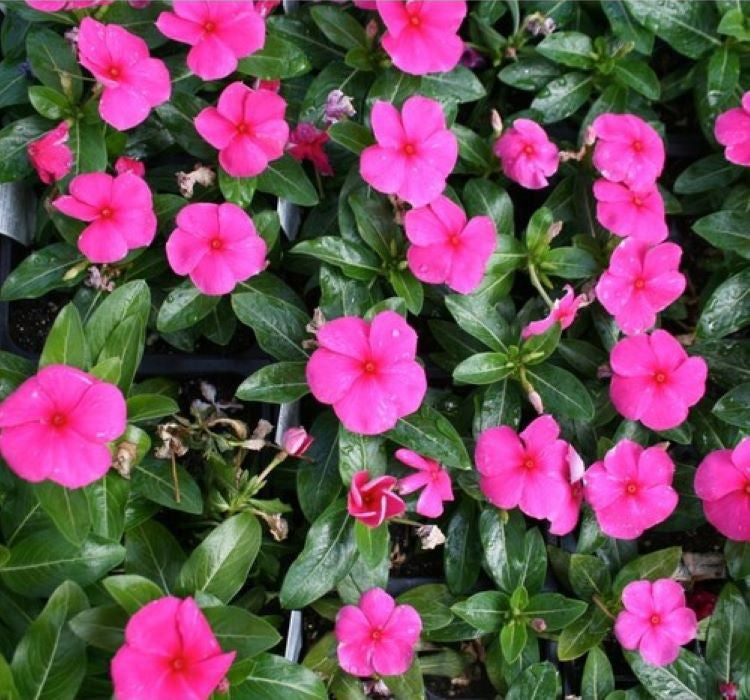 Rozet Çiçeği ( Çok Çiçekli Çok Dallanan ) Punch Renkli - 15 Tohum - MegCiTo