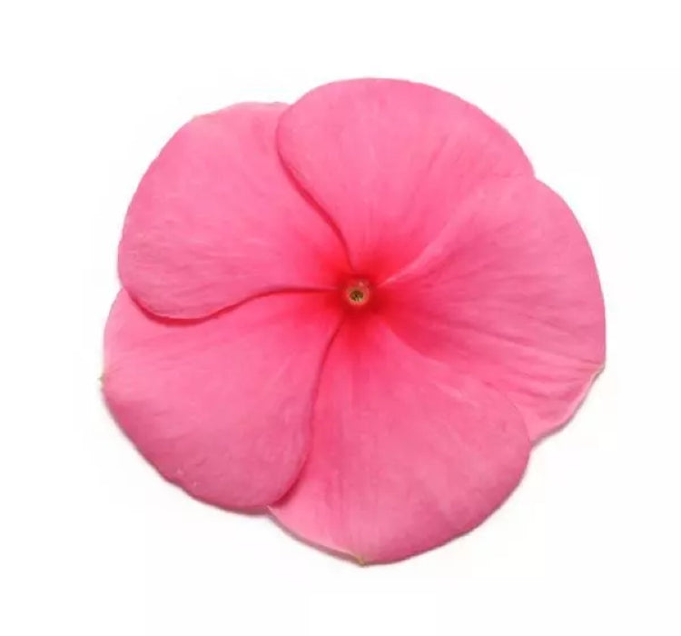 Rozet Çiçeği ( Çok Çiçekli Çok Dallanan ) Punch Renkli - 15 Tohum - MegCiTo