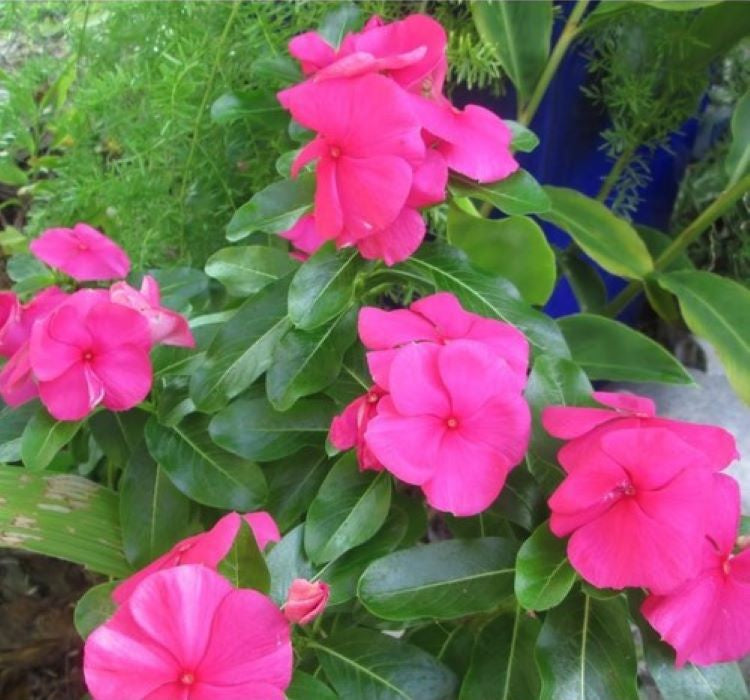 Rozet Çiçeği ( Çok Çiçekli Çok Dallanan ) Punch Renkli - 15 Tohum - MegCiTo