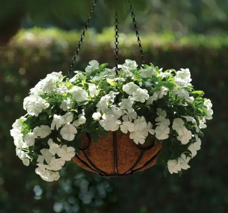 Rozet Çiçeği ( Sarkıcı Çok Geniş Bitki ) Beyaz Renkli - 10 Tohum - MegCiTo