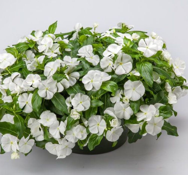 Rozet Çiçeği ( Sarkıcı Çok Geniş Bitki ) Beyaz Renkli - 10 Tohum - MegCiTo