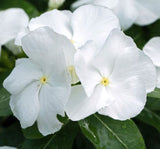 Rozet Çiçeği ( Sarkıcı Çok Geniş Bitki ) Beyaz Renkli - 10 Tohum - MegCiTo