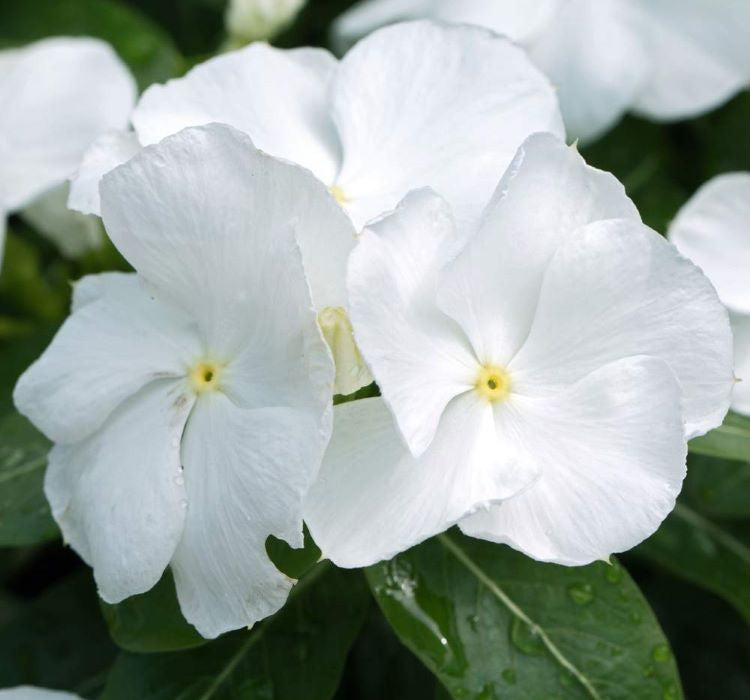 Rozet Çiçeği ( Sarkıcı Çok Geniş Bitki ) Beyaz Renkli - 10 Tohum - MegCiTo