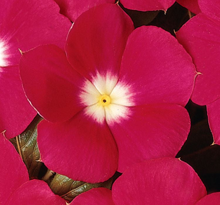 Rozet Çiçeği ( Çok Çiçekli Çok Dallanan ) Turuncu Beyaz Nokta Renkli - 15 Tohum - MegCiTo