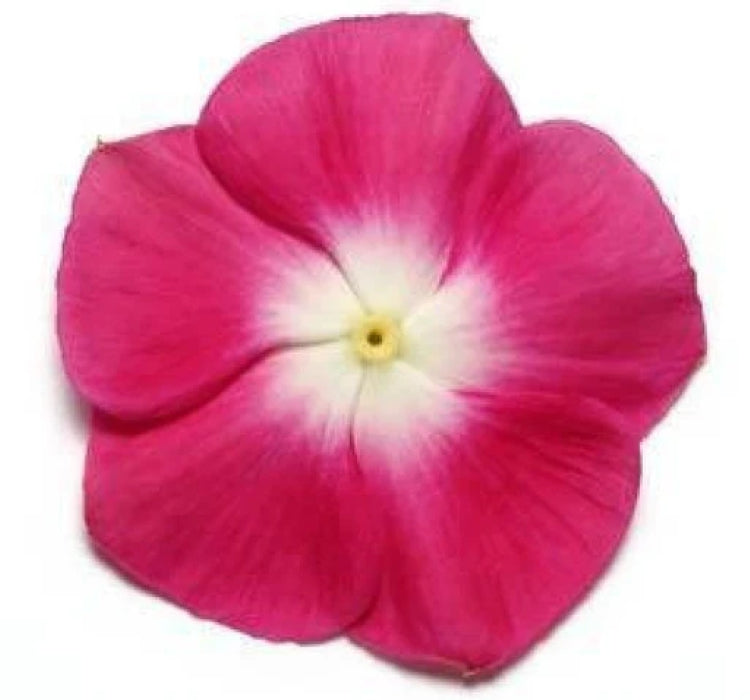 Rozet Çiçeği ( Çok Çiçekli Çok Dallanan ) Turuncu Beyaz Nokta Renkli - 15 Tohum - MegCiTo