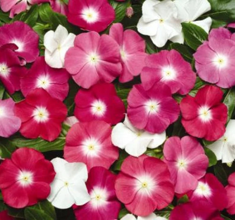 Rozet Çiçeği ( Çok Çiçekli Çok Dallanan ) Turuncu Beyaz Nokta Renkli - 15 Tohum - MegCiTo