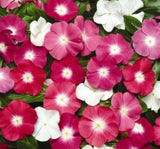 Rozet Çiçeği ( Çok Çiçekli Çok Dallanan ) Turuncu Beyaz Nokta Renkli - 15 Tohum - MegCiTo