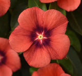 Rozet Çiçeği Tohumu Tattoo Serisi - Kırmızı Siyah Renkli ( 5 Tohum ) - MegCiTo