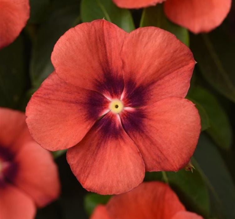 Rozet Çiçeği Tohumu Tattoo Serisi - Kırmızı Siyah Renkli ( 5 Tohum ) - MegCiTo