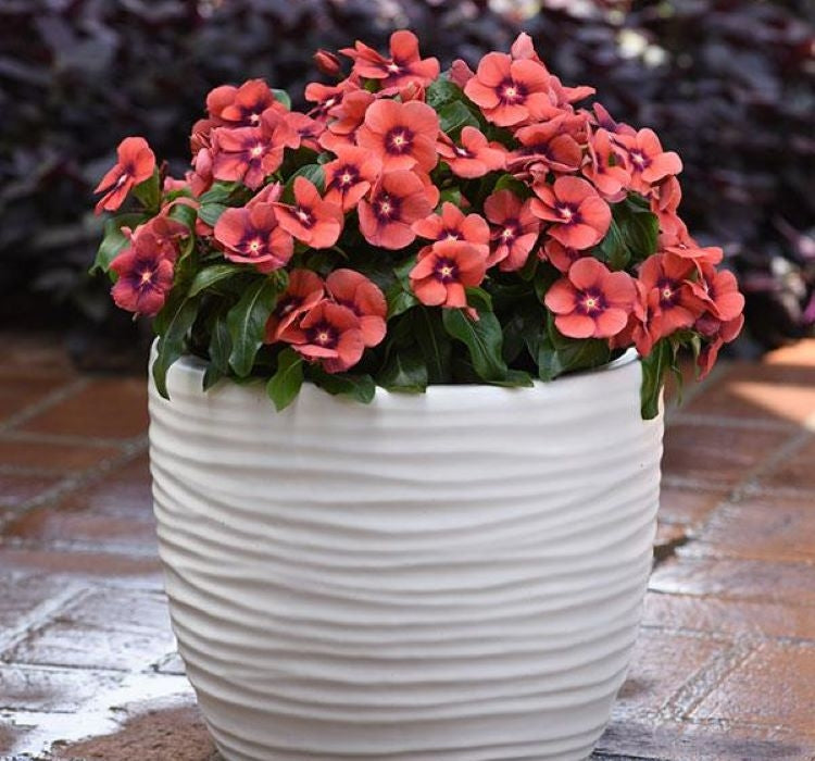 Rozet Çiçeği Tohumu Tattoo Serisi - Kırmızı Siyah Renkli ( 5 Tohum ) - MegCiTo