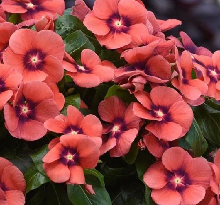 Rozet Çiçeği Tohumu Tattoo Serisi - Kırmızı Siyah Renkli ( 5 Tohum ) - MegCiTo