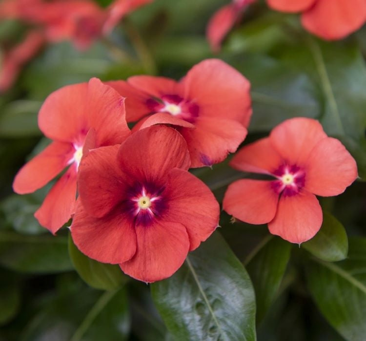 Rozet Çiçeği Tohumu Tattoo Serisi - Kırmızı Siyah Renkli ( 5 Tohum ) - MegCiTo