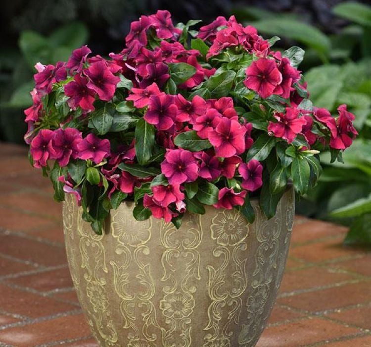 Rozet Çiçeği Tohumu Tattoo Serisi - Siyah Mor Renkli ( 5 Tohum ) - MegCiTo