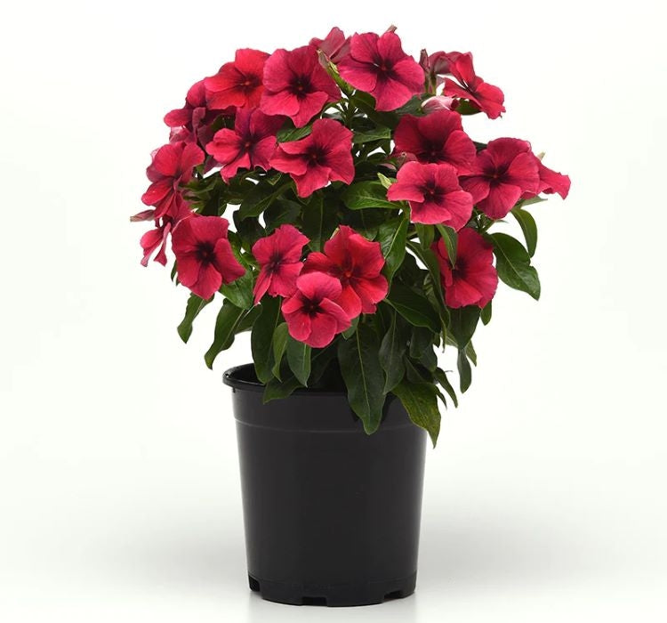 Rozet Çiçeği Tohumu Tattoo Serisi - Siyah Mor Renkli ( 5 Tohum ) - MegCiTo