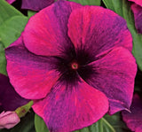 Rozet Çiçeği Tohumu Tattoo Serisi - Siyah Mor Renkli ( 5 Tohum ) - MegCiTo