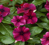 Rozet Çiçeği Tohumu Tattoo Serisi - Siyah Mor Renkli ( 5 Tohum ) - MegCiTo