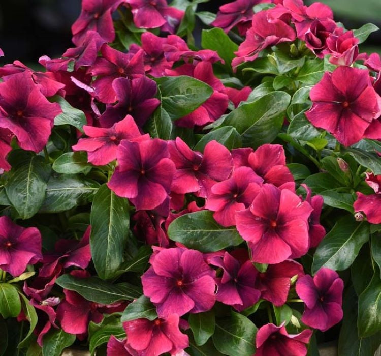 Rozet Çiçeği Tohumu Tattoo Serisi - Siyah Mor Renkli ( 5 Tohum ) - MegCiTo